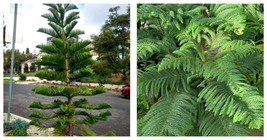 60 Seeds Norfolk Island Pine Araucaria Heterophylla Seeds INTERNATIONAL ... - £21.49 GBP