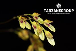 PLEUROTHALLIS GROBYI "DWARF" MINIATURE ORCHID MOUNTED - $28.05