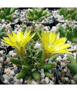 Mammillaria Longimamma Cactus Cacti Succulent Live Plant in a 4&quot; Pot - $1,095.52 MXN