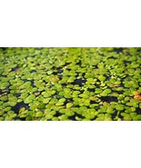 100 LIVE DUCKWEED PLANTS (LEMNA MINOR) - €12,16 EUR