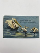 Vintage Lithograph Postcard Mother Baby Pelicans Miami Florida 1940 - £6.34 GBP