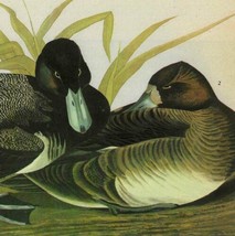 Lesser Scaup Duck Bird 1946 Color Plate Print John James Audubon Nature ... - $39.99