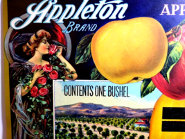 Appleton Apples Fruit Crate Label Art Nouveau Women Rose Original Vintag... - $13.76