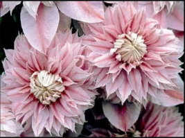 25 Double Light Pink Clematis Seeds Seed Climbing Perennial Flower - $16.89