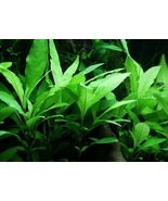 Hygrophila Angustifolia Corymbosa - Freshwater Live Plants  SUPER PRICE!... - $4.94