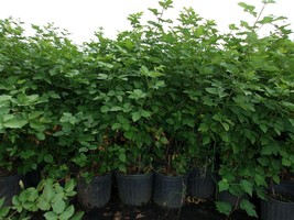 Navajo Thornless Blackberry 4-6 Ft Plant Antioxidant Healthy Plants Blackberries - £76.39 GBP