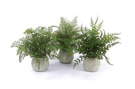 Melrose 38465 14 in. Potted Fern, Plastic - Set of 3 - £80.97 GBP