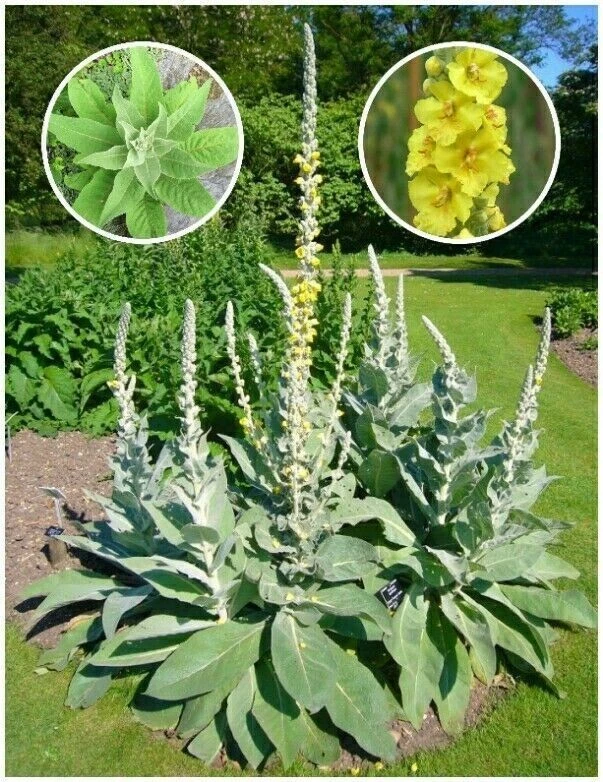 1000+ Organic Woolly Mullein Seeds ~Verbascum thapsus~ ** - $10.58