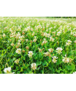 SD 1 Pound Dutch White Clover Cover Crop Seeds Garden Seeds - £31.59 GBP