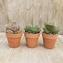 Cacti 2.5 inch succulents in terracotta pots cactus Succulent real live plant - £41.94 GBP