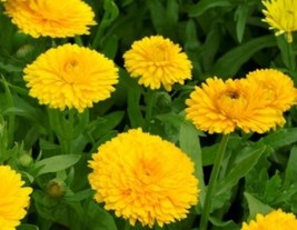 CALENDULA GOLDEN EMPEROR 50 FRESH SEEDS FREE SHIPPING - $2.34
