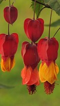 Grow In US 25 Red Orange Bleeding Heart Seeds Flowers Shade Flower Perennial - £8.90 GBP