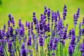 English Lavender Spring Perennial Herb Mosquito Insect Repellent 1200+ Seeds - £4.78 GBP