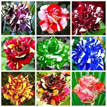 USA Seller 15 Seeds Mixed Color Dragon Rose Seeds Beautiful Flower Plant  - £7.46 GBP