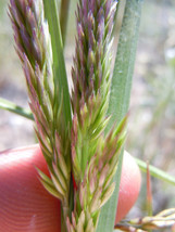 1500 Prairie Junegras Koeleria Cristata June Crested Hair Gras Flower Se... - $8.35