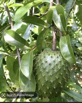 1 PLANT Tropical Tree 8&#39;&#39; tall, Annona Muricata Graviola Soursop Guanabana Potte - £33.81 GBP