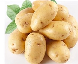 150 Piece Potato Yukon Gold Flavorful Yellow-Skinned and Yellow-fleshed Potatoes - £5.89 GBP