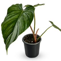 Philodendron Pastazanum Silver By Leal Plants Ecuador |Green Live House Plant - £23.60 GBP