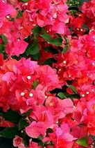 starter/plug plant Well Rooted MISS MANILIA Bougainvillea - £27.12 GBP