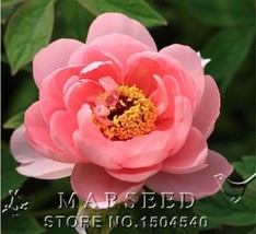 Chinese herbaceous peony seeds,potted seed, flower seed,variety complete Color 1 - £23.16 GBP