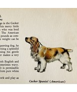 American Cocker Spaniel 1939 Dog Breed Art Ole Larsen Color Plate Print ... - $40.99 CAD