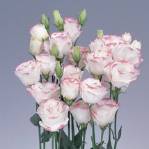 Floral Lisianthus Seeds Rosita #1 Pink Picotee 25 Seeds Garden Flower Gift Doubl - £15.99 GBP