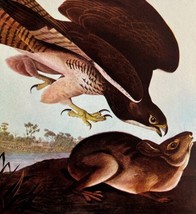 Swainson&#39;s Hawk With Prey Bird Print 1946 Color Art John James Audubon D... - £31.45 GBP