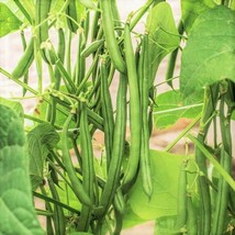 New Fresh Seeds Bulk Blue Lake Fm1K Green Bean Pole Beans Wholesale Vegetable - $9.90