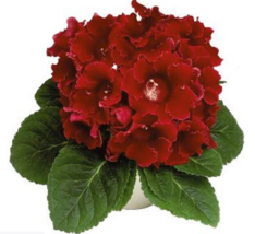 25 Pc Seeds Non Pelleted Gloxinia Avanti Scarlet Flower Seeds For Planting | RK - $25.20