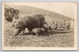 RPPC Jerusha the Red Pig And Her Family In The Barn Yard 1911 Postcard K24 - $18.95