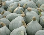 Blue Hubbard Winter Squash Seeds 10 Vegetables Garden Healthy Fast Shipping - $8.99