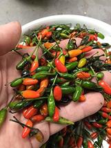 25 Pequin Chili Pepper Seeds-1103 - £3.11 GBP