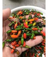 25 Pequin Chili Pepper Seeds-1103 - £3.14 GBP