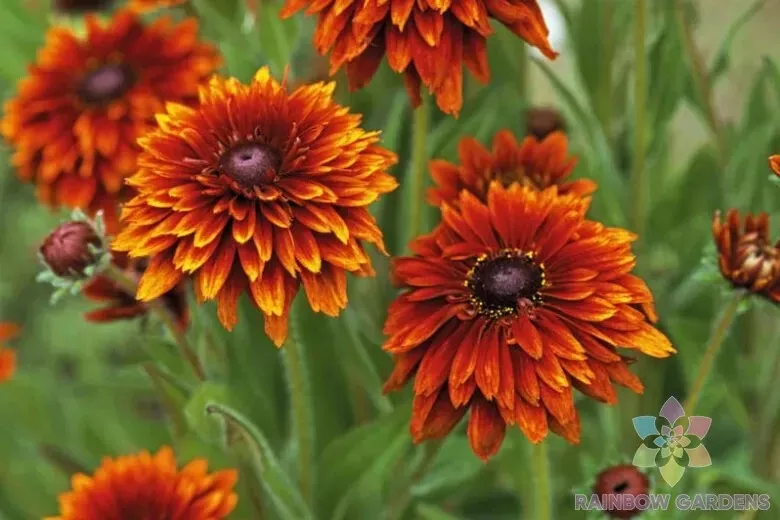 200 Cherokee Sunset Rudbeckia Seeds Planting Fresh Seeds Gardening USA - $12.48