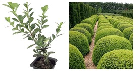 3 Live Plants Japanese Boxwood 2&quot; Pot Size Buxus Microphylla - £56.49 GBP