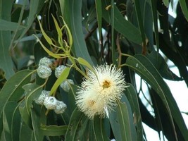 Eucalyptus Globulus, Tasmanian Blue Gum  10 Seeds 2024   From US - $14.99