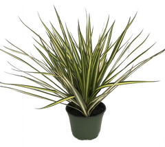 Kiwi Dragon Tree - Dracaena marginata - Easy to Grow House Plant - 5&quot; Pot - £35.96 GBP