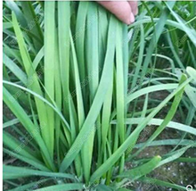 500 Seeds Chinese Broadleaf Chive Bonsai Potted Leek Plants Vegetables Four Seas - $9.70