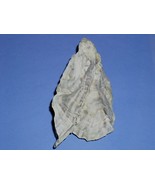 Double Sea Shell Mollusk Vintage Origin Unknown Unusual - $47.85 CAD