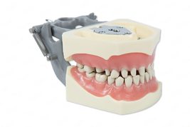 Dental Typodont Model 860 Prep (Crowns and Occlusal Cavities) 32 Removable Teeth - £34.36 GBP