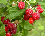 Boyne Early Season Red Raspberry -2 Year Old Bare Root Canes- Very Cold ... - $20.74+