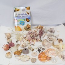 Natural Sea Shells Lot Sea Horse Clam Collector&#39;s Estate 4lbs - £15.47 GBP