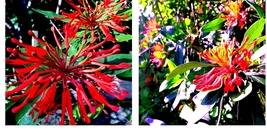 Chilean Firebush Tree 10 Seeds Embothrium coccineum Flame Flower Plant Garden - £15.97 GBP