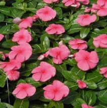 40 Pc Seeds Rosea Vinca Periwinkle Flower, Periwinkle Seeds for Planting | RK - £11.75 GBP