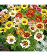 MX Chrysanthemum Carinatum Painted Daisy Flower Seeds Bi Colored Bulk Seed - $469.42 MXN