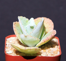 Rare Kalanchoe Gastonis Bonnieri Donkey Ear Plants Succulent Plant Cacti 2&quot; Pot - £10.40 GBP