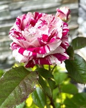 Intensely Strong Fragrance Henri Matisse Rose 10 Seeds Fresh Garden - £14.85 GBP