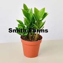 SL 15+ Seeds Zamioculcas Zamiifolia Plant &#39;Zz&#39; Flowers Garden - $4.50