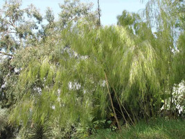 50 Bamboo Seeds Privacy Plant Garden Clumping Shade Screen &quot;Mexican Weep... - $14.98