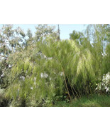 50 Bamboo Seeds Privacy Plant Garden Clumping Shade Screen "Mexican Weeping" - $14.98